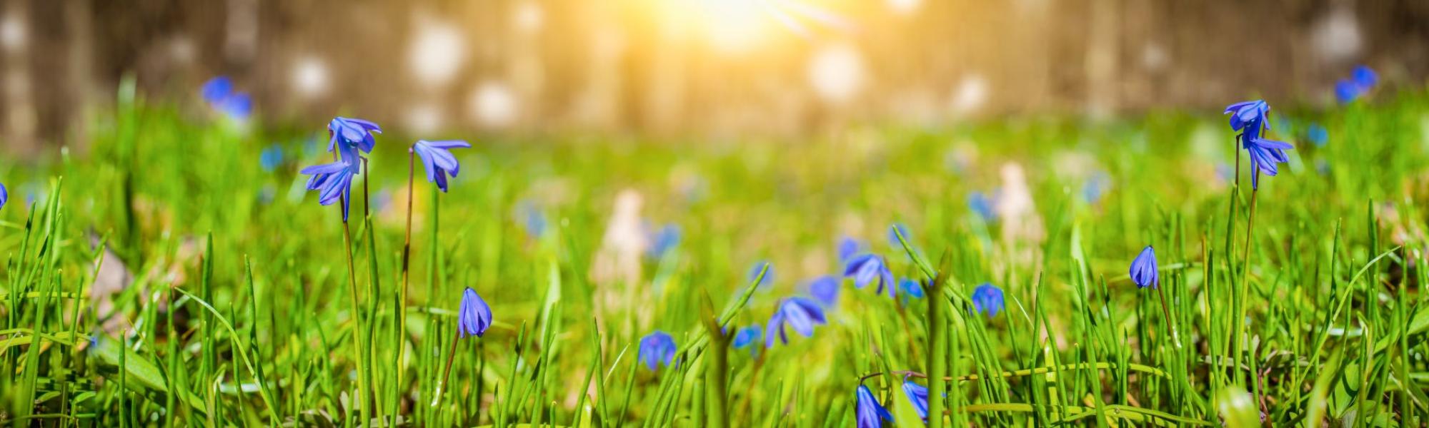 Purple spring flowers in sunshine