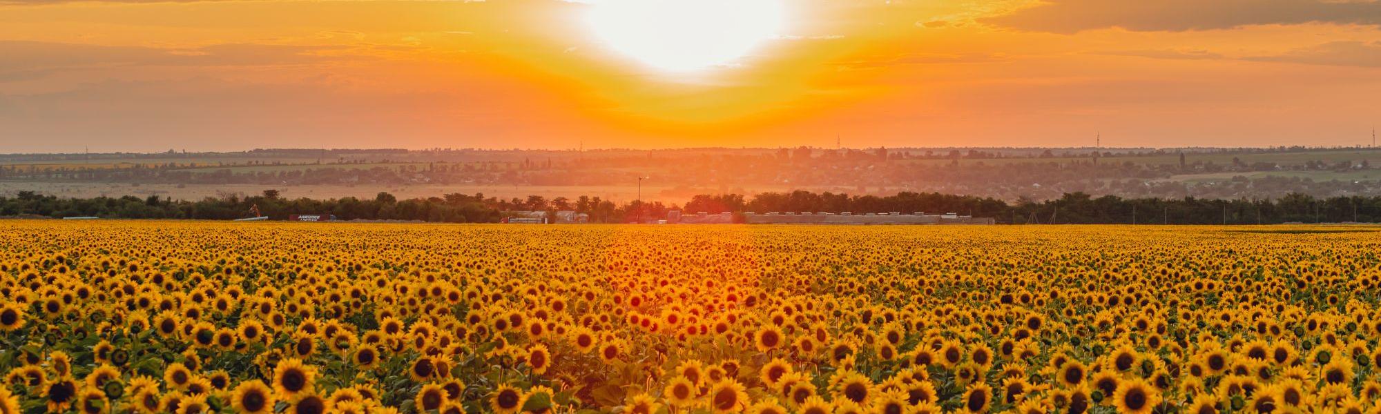 Sunflowers