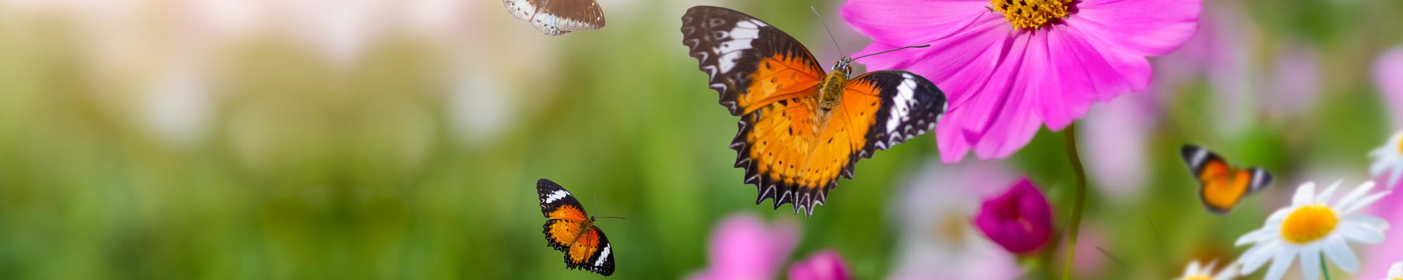 Flower butterfly