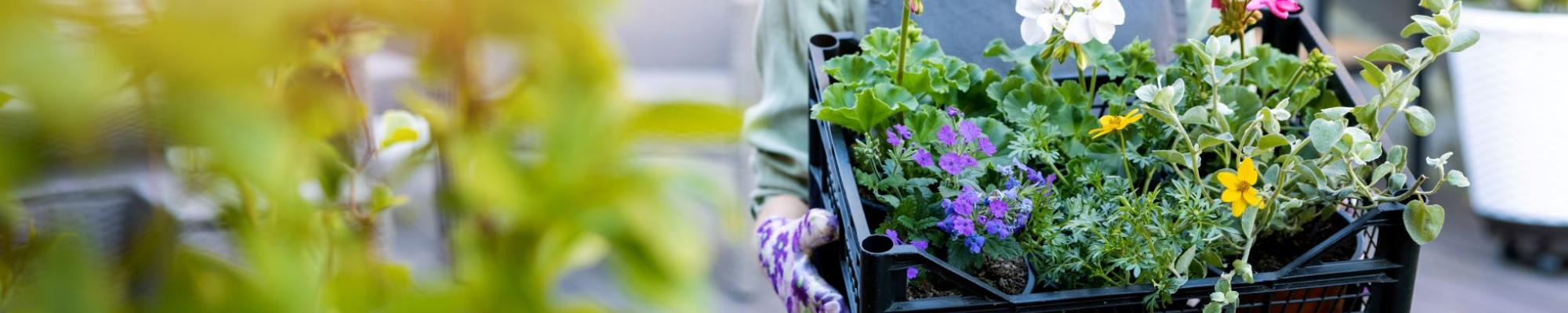 Flower Sale