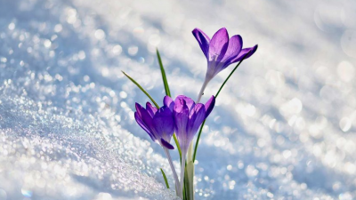 Flower snow image