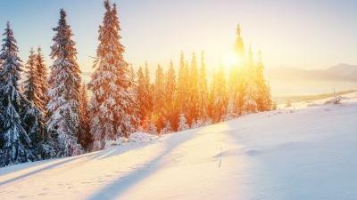 Winter trees sunshine