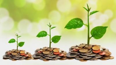 Money plants growing