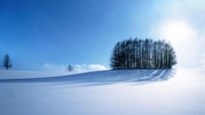 Cluster of trees in snow