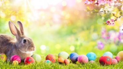Bunny and Easter eggs