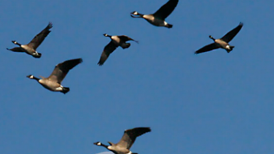 Geese flying