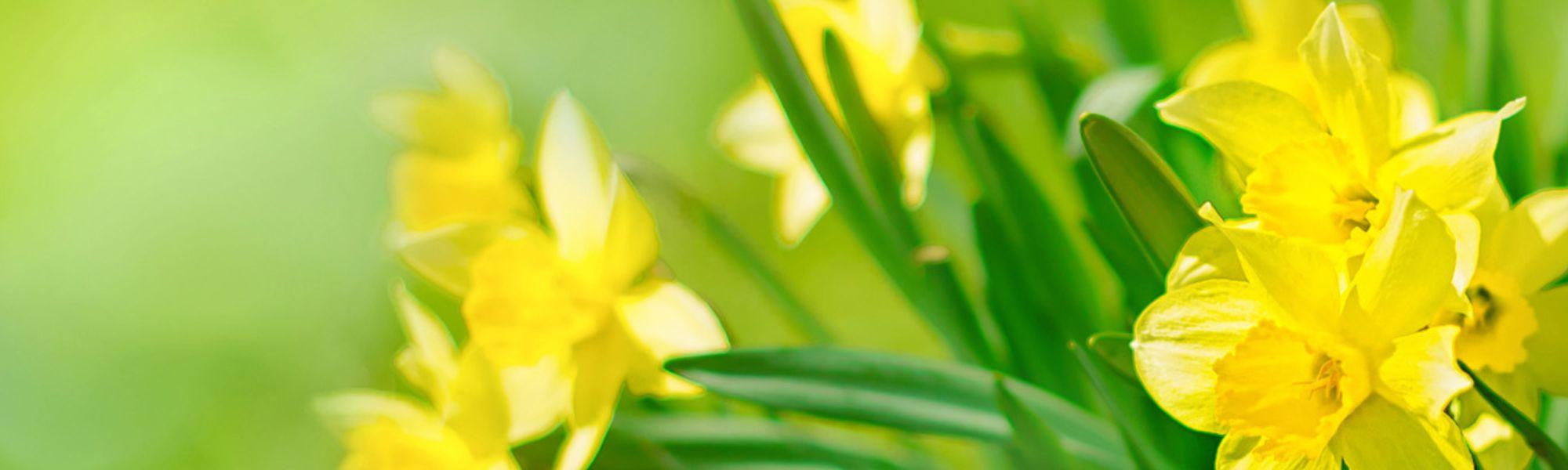 Flower image
