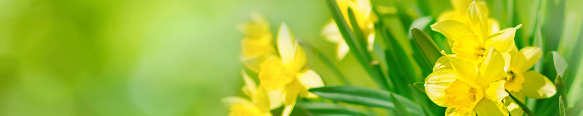 Flower image