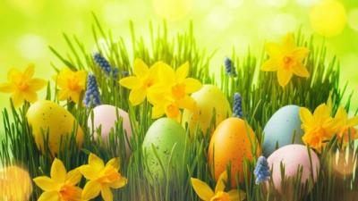 Easter eggs in grass